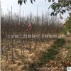 基地供應行道樹綠化苗木嬌紅玉蘭 廣玉蘭 品種規格全 價格優惠