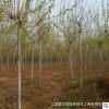 基地批發苗工程綠化苗木法桐樹 行道庭蔭樹 速生法國梧桐樹