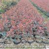 基地直銷紅葉石楠球 工程綠化花木 紅葉石楠