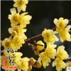批發供應臘梅苗 耐寒臘梅樹苗 園藝植物 園林觀花植物小苗 常綠植