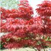 批發優質中國紅楓樹苗紅楓苗日本紅楓苗 紅楓小苗紅楓苗量大優惠
