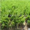 基地大量供應 龍柏小苗 小龍柏規格齊全 量大優惠