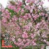 基地直銷西府垂絲海棠花苗 庭院觀花植物 垂絲海棠工程綠化苗木