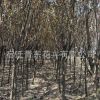 紫葉李樹苗綠化苗木色塊綠籬行道點綴庭院觀賞量大從優紫葉李
