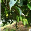 軟棗獼猴桃北方南方庭院栽植獼猴桃苗奇異果樹苗特色果樹苗批發(fā)