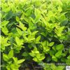 金森女貞小苗 規(guī)格全 金森女貞床苗 觀葉植物 工程綠化小苗