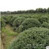 基地直銷龜甲冬青小苗 龜甲冬青床苗綠化工程苗木 規(guī)格齊全