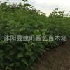 綠化苗木批發(fā) 紅瑞木 紅馬球 叢生紅瑞木苗 工程綠化 規(guī)格齊全
