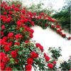 耐寒月季小苗爬藤植物歐月玫瑰薔薇花苗藤本月季四季開花盆栽花卉