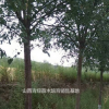 山西國槐/山西地區(qū)供應(yīng)