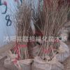 綠化美麗紫藤花 多花紫藤 朱藤 藤蘿 爬藤植物紫藤樹(shù)苗 藤類(lèi)植物