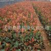 園林綠化苗木 紅葉石楠球 紅葉石楠苗 紅葉石楠樹(shù)苗