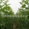 供應(yīng)白蠟小苗 白蠟樹(shù)苗 工程用苗 行道樹(shù)