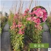 宛北月季基地直銷藤本月季爬藤月季爬藤植物薔薇陽臺庭院攀援花卉