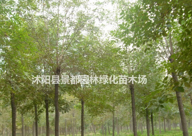 耐寒綠化苗木白臘 白臘小苗 白臘樹苗 多種規(guī)格