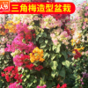 基地供應批發 雙色三角梅造型盆栽 三角梅植物花卉 園林綠化盆景