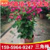 庭院觀花盆栽 同安紅三角梅盆栽 工程綠化苗木三角梅苗木基地