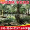 批發(fā)福建精品銀海棗樹 中東海棗大型基地直銷 規(guī)格齊全