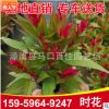 時花 香彩雀 供應(yīng)各種時花高度20-25價格1.2 福建基地直銷