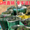 歐石竹 高度15-20 價格1.2 福建漳州基地直銷 量大從優(yōu)
