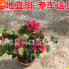 時花小苗袋苗杯苗 產(chǎn)地直銷各種時花 量大從優(yōu)