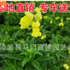 金魚草工程苗 紅花黃花粉花等顏色齊全 量大從優(yōu)