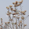 江蘇供應白玉蘭5規格齊全
