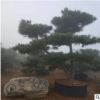 專業(yè)盆景造型黑松 羅漢松 庭院別墅風景樹 造型優(yōu)美價格優(yōu)惠