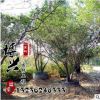 基地常年供應叢生女貞 多桿大葉女貞 優(yōu)質(zhì)園林綠化樹規(guī)格齊全