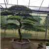 專業(yè)供應優(yōu)美手工盆景造型樹黑松造型 庭院別野工程綠化量大優(yōu)惠