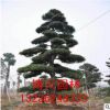 常年供應綠化苗木 黑松樹 造型黑松 喬木品種規(guī)格齊全 量大優(yōu)惠