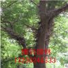 基地供應正宗中藥苗 皂角樹苗 皂角規(guī)格齊全 苗木綠化 量大優(yōu)惠