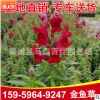 金魚草 高度20-30價(jià)格1.2 福建基地直銷 量大從優(yōu) 顏色齊全