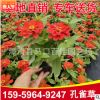 孔雀草 黃花紅花橙花顏色齊全 花卉盆栽陽臺(tái)庭院植物