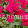 石竹 高度20-25價(jià)格1.2 福建漳州基地直銷