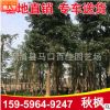 秋楓樹 重陽木 精品秋楓移植苗 園林景觀供應