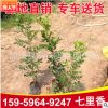 七里香杯苗 多規(guī)格供應 福建基地直銷批發(fā)