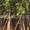 大葉榕 福建基地直銷 多規(guī)格供應 大量批發(fā)