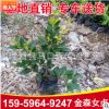 金森女貞杯苗 綠化地被苗 金森女貞產(chǎn)地直銷