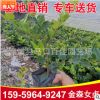 金森女貞小苗袋苗 供應綠化工程庭院植物 多規(guī)格供應