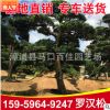 羅漢松造型樹 園林綠化工程供應 多規(guī)格批發(fā)