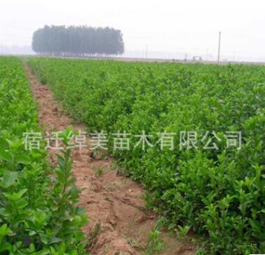 衛(wèi)矛小苗園林綠化苗木色塊綠籬行道點綴基地直銷量大從優(yōu)衛(wèi)矛小苗