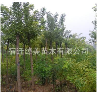 白蠟樹苗工程綠化苗木直銷色塊綠籬庭院種植四季常青量大從優(yōu)白蠟
