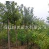 白蠟樹苗工程綠化苗木直銷色塊綠籬庭院種植四季常青量大從優(yōu)白蠟