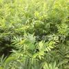 無患子樹苗園林綠化苗木色塊綠籬行道點綴四季常青量大從優(yōu)無患子