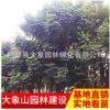 批發(fā)優(yōu)質(zhì)欒樹 園林綠化工程苗 移栽苗