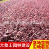 優(yōu)質(zhì)紅花繼木球 批發(fā) 球形飽滿 貨源充足 紅花繼木球苗批發(fā)