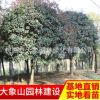 供應(yīng)精品桂花大樹 園林綠化苗木桂花樹 桂花樹