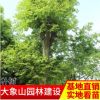 產(chǎn)地供應(yīng)園林綠化樹苗 批發(fā)綠化用樹 落葉性樸樹風(fēng)景樹