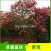 四川成都紅花紫薇13cm 14cm 15cm